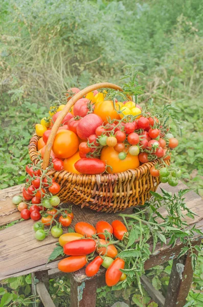 Tomatoes in a basket on a nature background — Stock Photo, Image