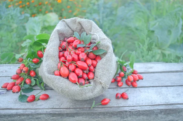 Бельевая сумка с ягодами шиповника — стоковое фото