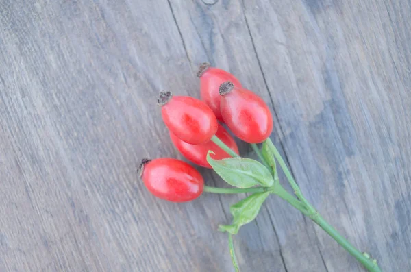 Hund Rose auf braunem Holzgrund — Stockfoto