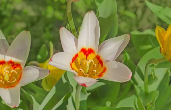 Pinkish white tulip flowers — Stock Photo, Image