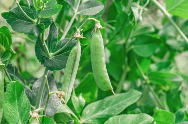 Taze yeşil bezelye kabukları
