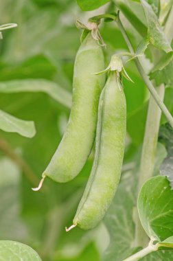 Olgun yeşil bezelye. Genç bezelye