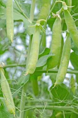 Olgun yeşil bezelye. Genç bezelye