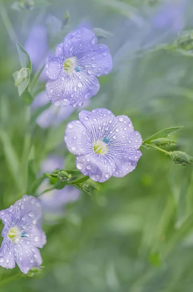 Len kék virágok közelről. Kék len- vagy szösz — Stock Fotó
