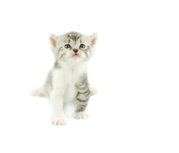 Котенок изолирован на белом фоне — стоковое фото