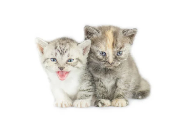 Dos gatitos a rayas aislados —  Fotos de Stock