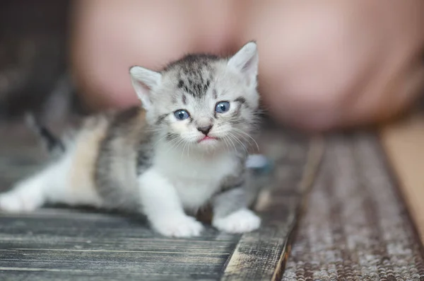 카펫에 작은 귀여운 고양이 — 스톡 사진