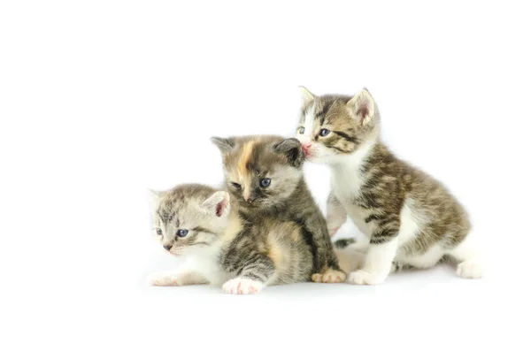 Tres gatitos a rayas aislados — Foto de Stock