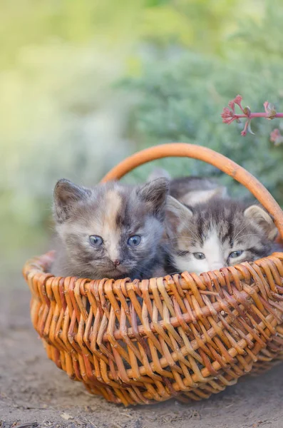 Tres gatitos a rayas sentados en la hierba —  Fotos de Stock