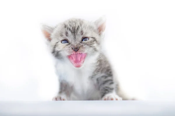 Neugeborenes Kätzchen miaut isoliert auf weißem Grund — Stockfoto