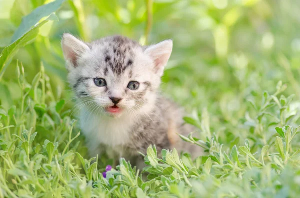Полосатый котенок, сидящий на траве — стоковое фото