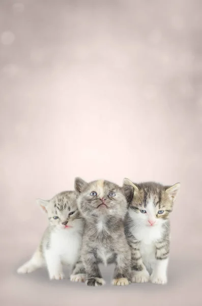 Tres gatitos juntos sobre fondo bokeh —  Fotos de Stock