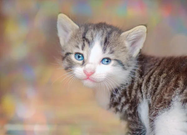 Kitten on the backdrop of the bokeh lights. — Stock Photo, Image