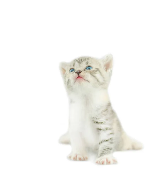 Pequeño gatito gris aislado sobre fondo blanco. — Foto de Stock