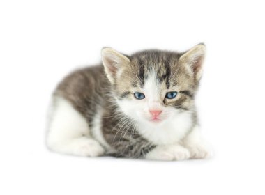 Yavru kedi üzerinde beyaz izole kamera bakıyor