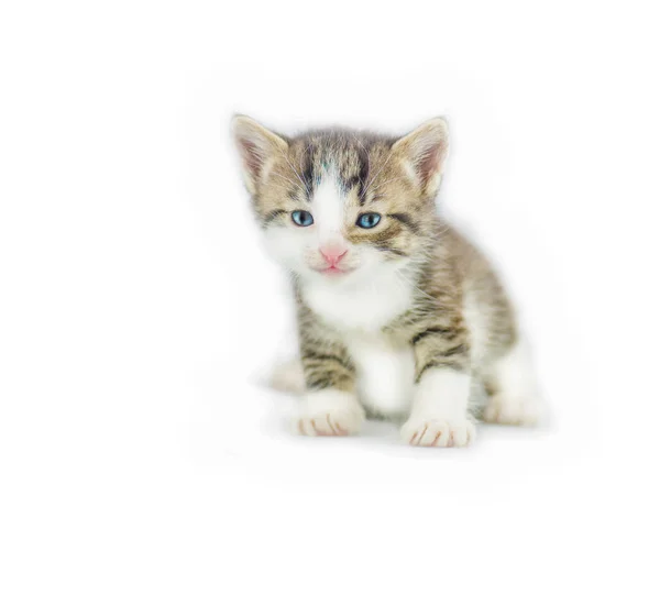 Hermoso gatito aislado en blanco — Foto de Stock