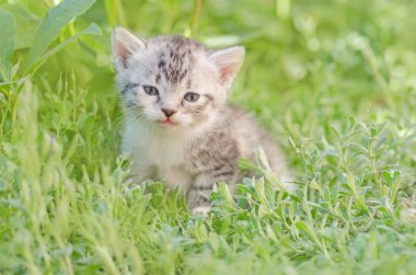 Arka plan üzerinde çiçekli Bahçe de kedi