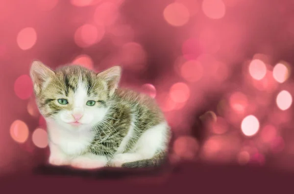 Hermoso gatito en rojo — Foto de Stock