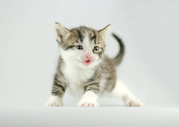 Gatito sentado sobre fondo bokeh — Foto de Stock