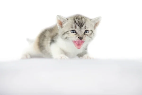 Маленький серый котенок на белом фоне . — стоковое фото
