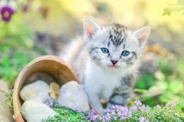 Kotek w ogrodzie z kwiatami na tle — Zdjęcie stockowe