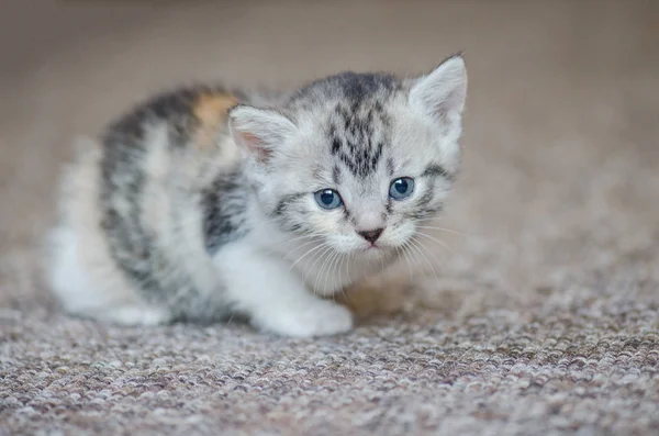 Pequeno gatinho bonito no tapete — Fotografia de Stock