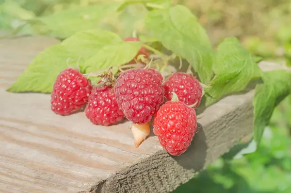 Ripe raspberries in the garden — Stock Photo, Image