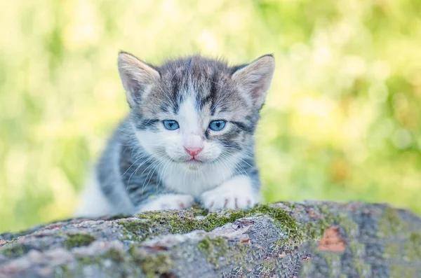 Kitten in the garden with flowers on background — Stock Photo, Image