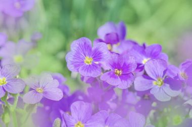 Aubrieta purple rockcress clipart