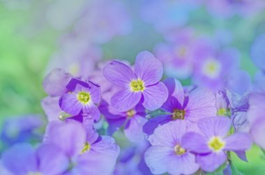 Aubrieta boş Menekşe 