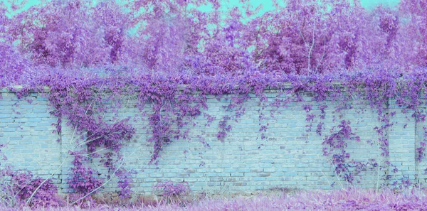 Textura de parede de tijolo azul com folhas de plantas roxas — Fotografia de Stock