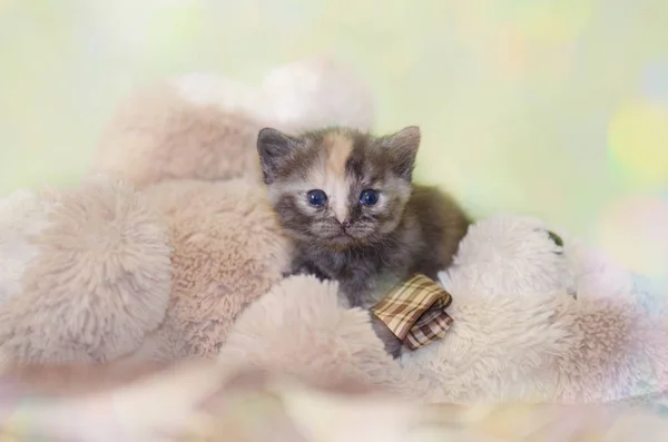 Küçük şirin yavru kedi portre — Stok fotoğraf