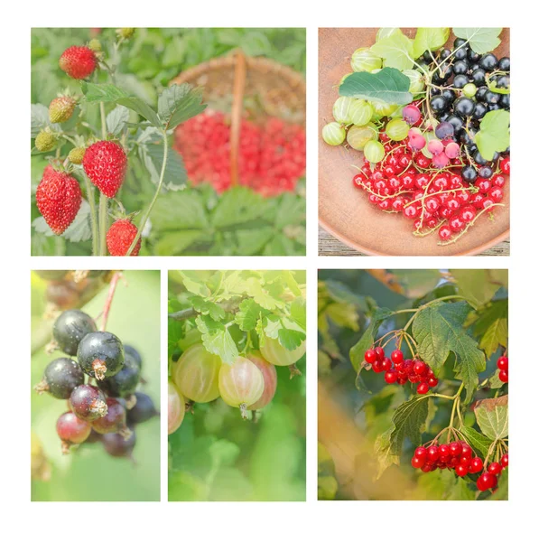 Коллекция диких ягод. Коллаж свежих ягод — стоковое фото