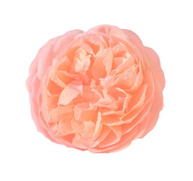 Güzel portakal gülü beyaz üzerine izole