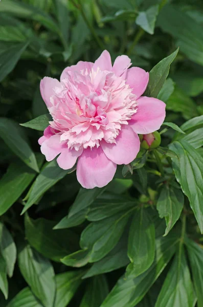 Beautiful pink peony flowers. Pink peony over the green leaves