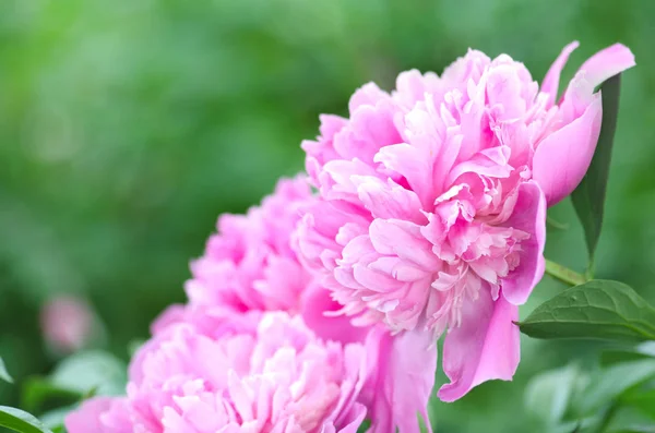 Beautiful pink peony flowers. Pink peony over the green leaves