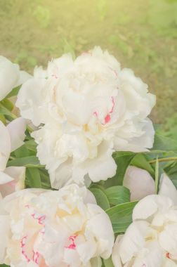 Beyaz Şakayık çiçeği. Beyaz Şakayık Bahçe