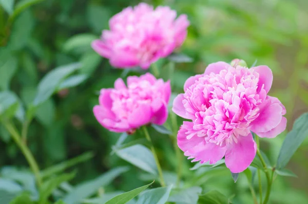 庭の花は美しいピンクの牡丹。ピンクの牡丹咲く. — ストック写真
