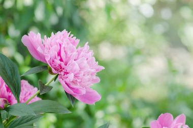 Güzel pembe Şakayık çiçekleri. Yeşil üzerinde pembe Şakayık bırakır