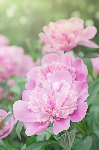 ピンクの牡丹の庭で。新鮮な美しいピンク牡丹の花 — ストック写真