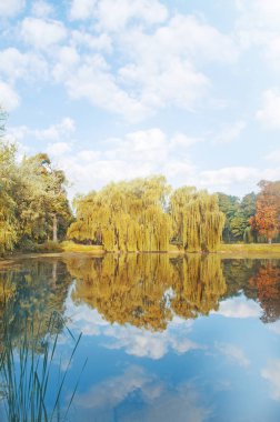  Sonbahar renkleri ağlayan söğüt ağacı. Söğüt ağacı sonbahar Park