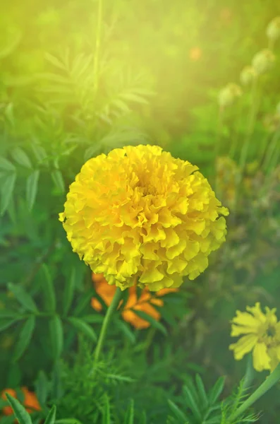 Цветок жёлтых Мэриголд — стоковое фото