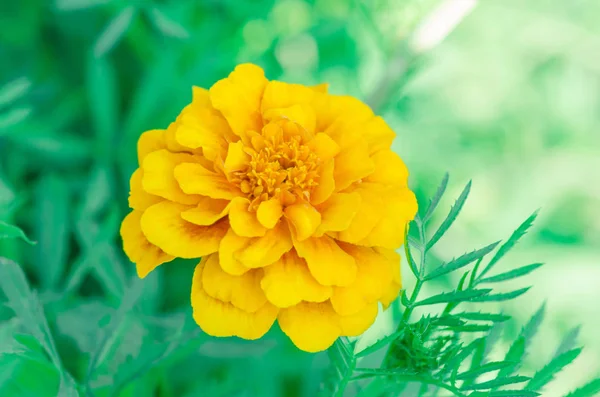 Цветок жёлтых Мэриголд — стоковое фото