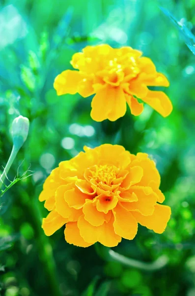 Yellow Marigolds flower — Stock Photo, Image