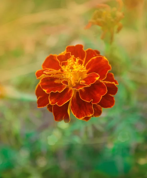 Французский бордовый и оранжевый двухцветные цветы . — стоковое фото
