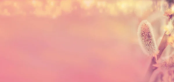 Плетение Ивы Весенними Котами Розовом Фоне Киски Ивы Розовом Фоне — стоковое фото
