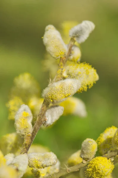 Bahar Söğüt Dalları Kukum Dal Bahar Söğüt Ağacı Çiçek — Stok fotoğraf