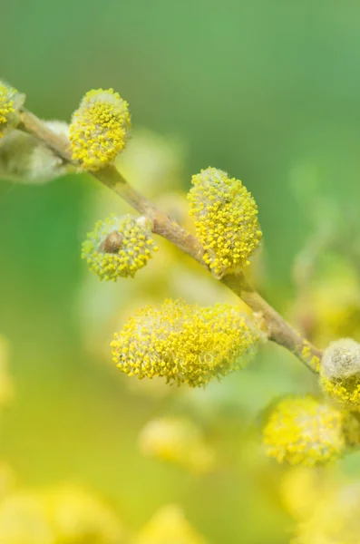 柳树的春花分枝 — 图库照片