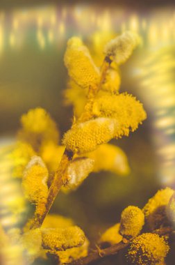 Bahar söğüt dalları