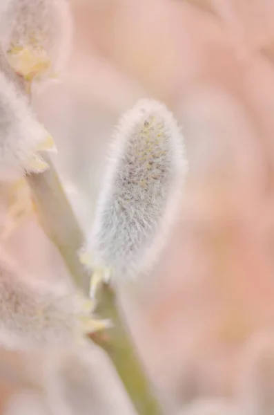 Fluffy yellow grey catkins willow — Stock Photo, Image